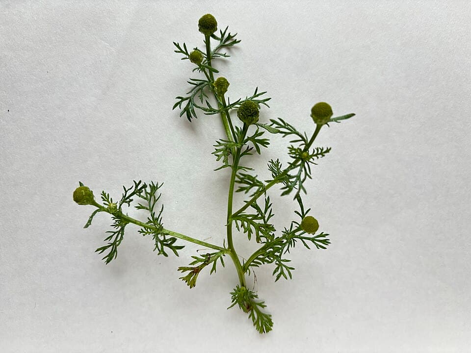 Ananaskamille op een stoep, met groengele bloemhoofdjes zonder witte kraag