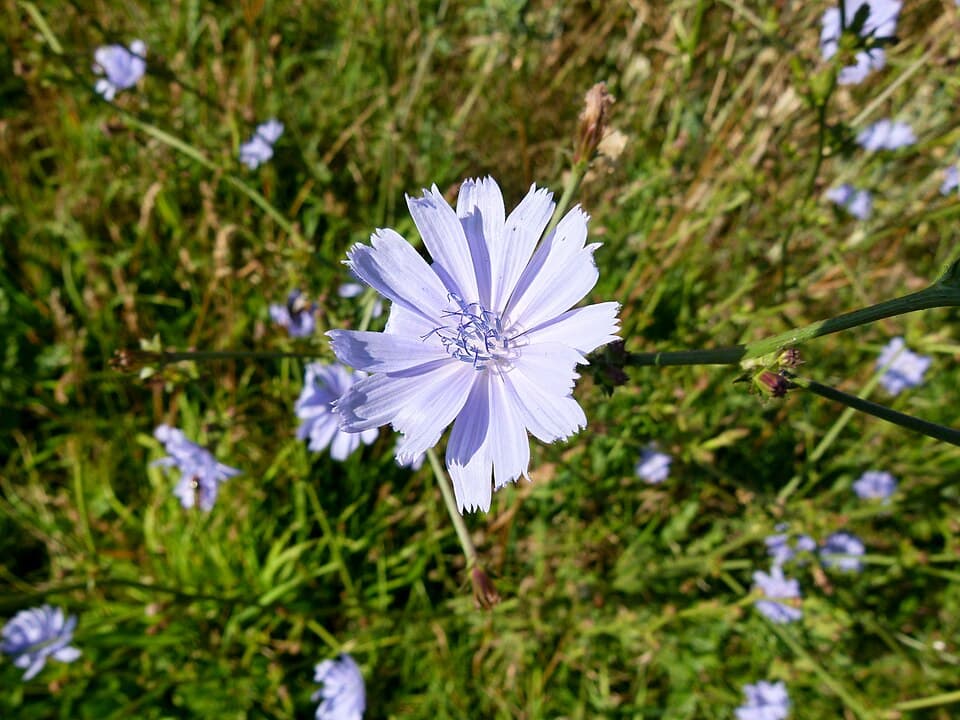 Een lichtblauwe bloem van wilde cichorei