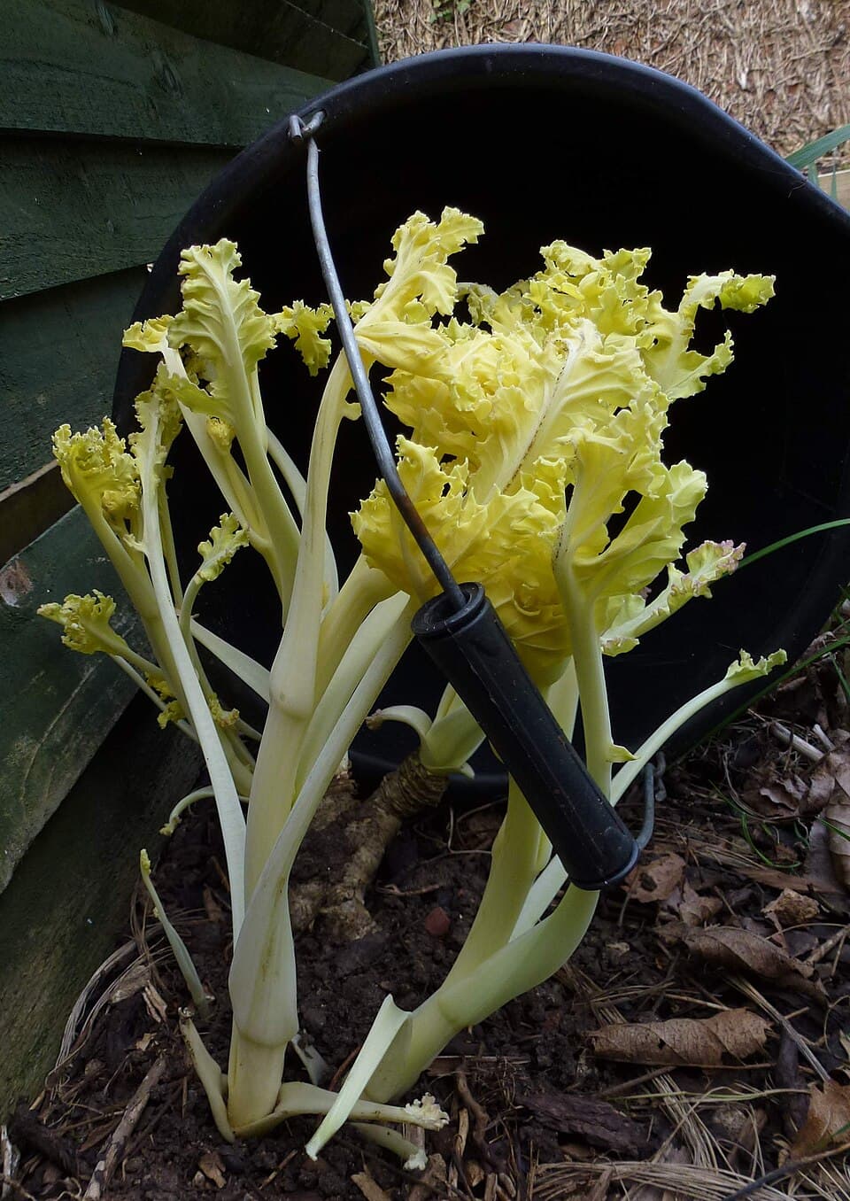 Zeekool in bloei, met dikke stengels en geelgroene bloemen