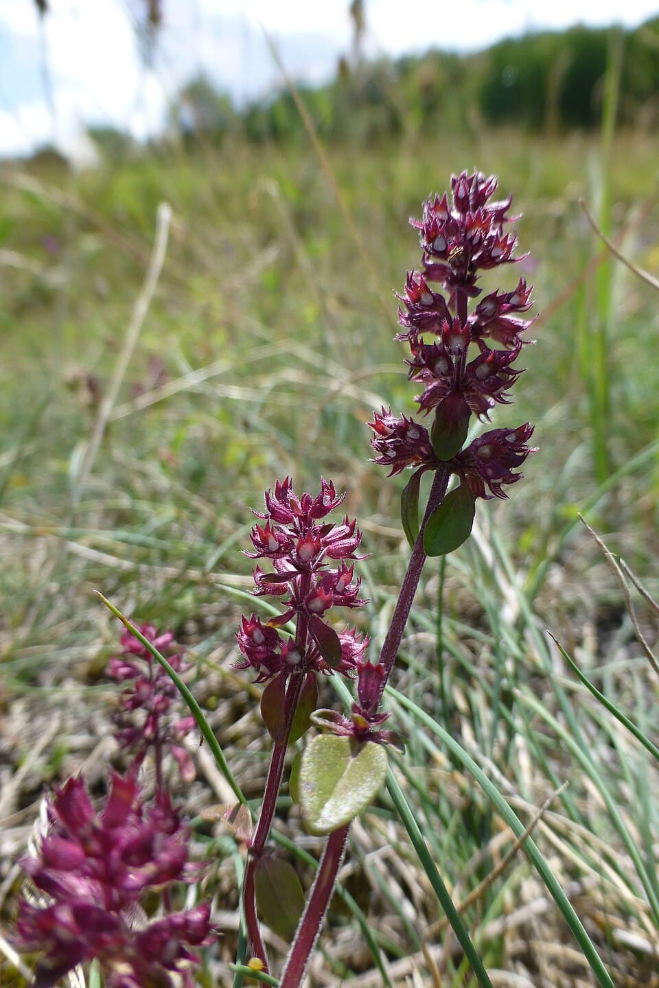 Wilde tijm met roze bloemen, laag over de grond