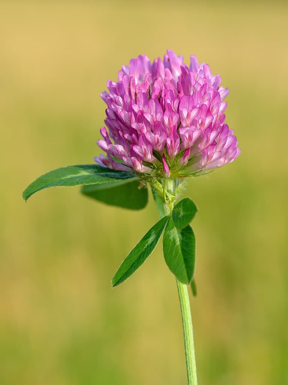 Een roze bloemhoofdje van rode klaver met blad eromheen