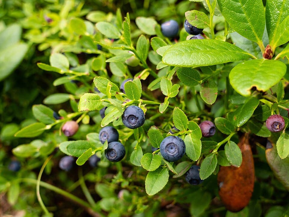 Blauwe bosbessen aan een lage struik tussen het blad