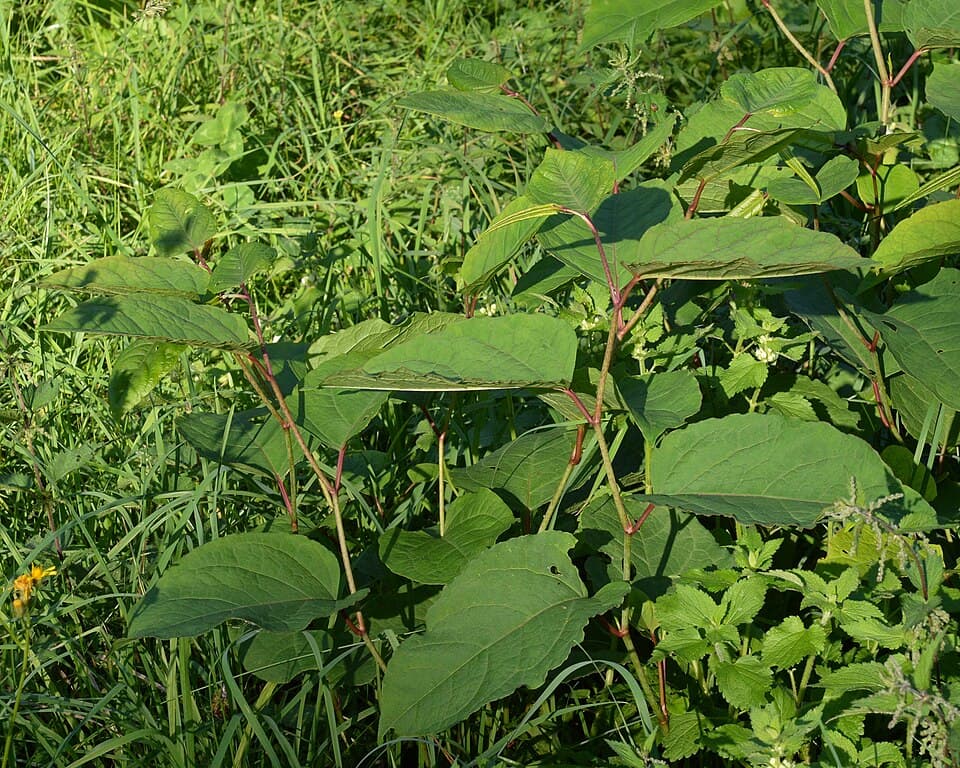 Een dichte groene massa blad van Japanse duizendknoop