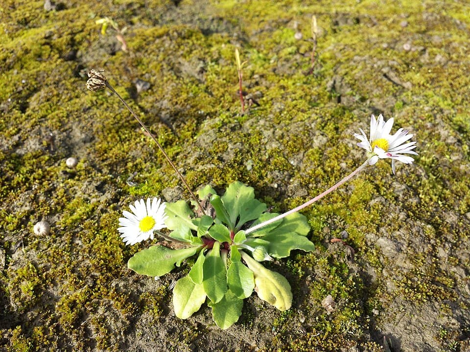 Madeliefjes tussen mos en gras, met witte bloemblaadjes om een geel hart