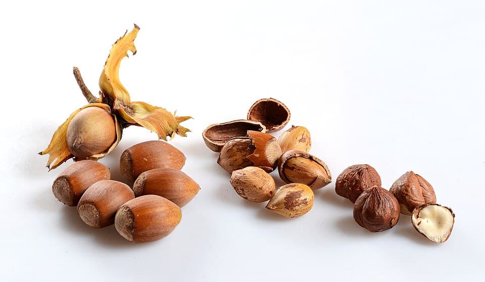 Hazelnoten, een paar nog in hun bladachtige napje