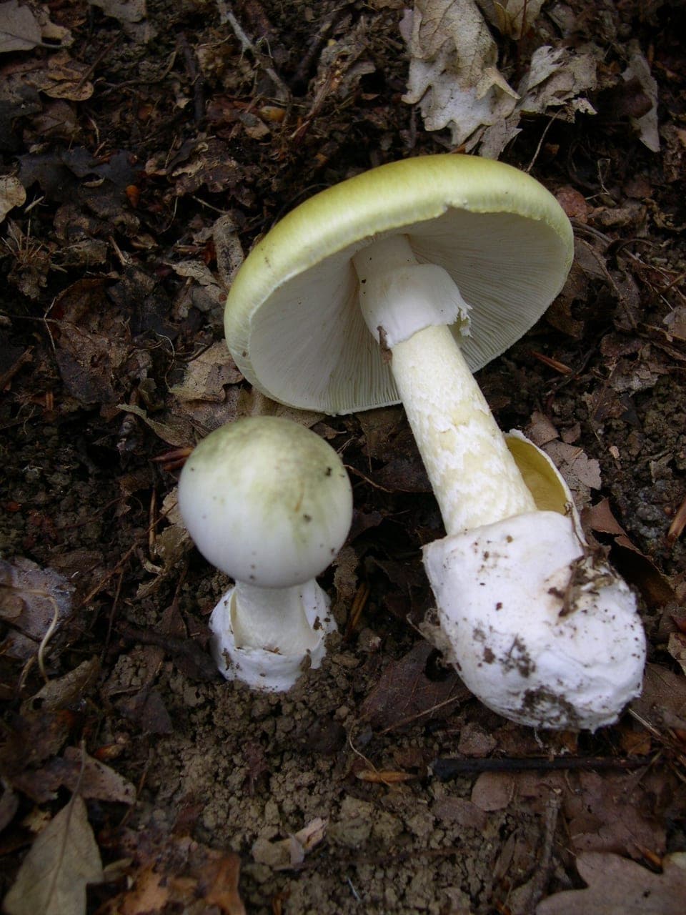 Groene knolamanieten op de bosbodem, met witte hoed en een knol aan de voet