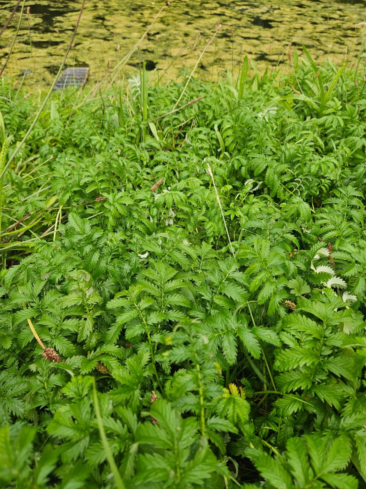 Zilverschoon (Potentilla anserina)