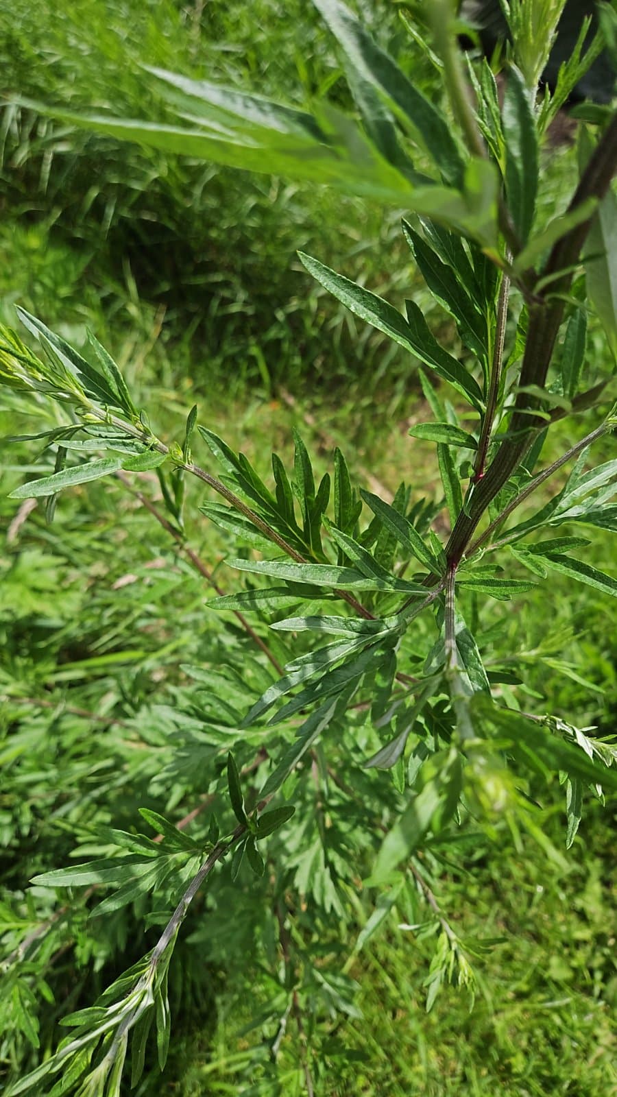 Bijvoet (Artemisia vulgaris)