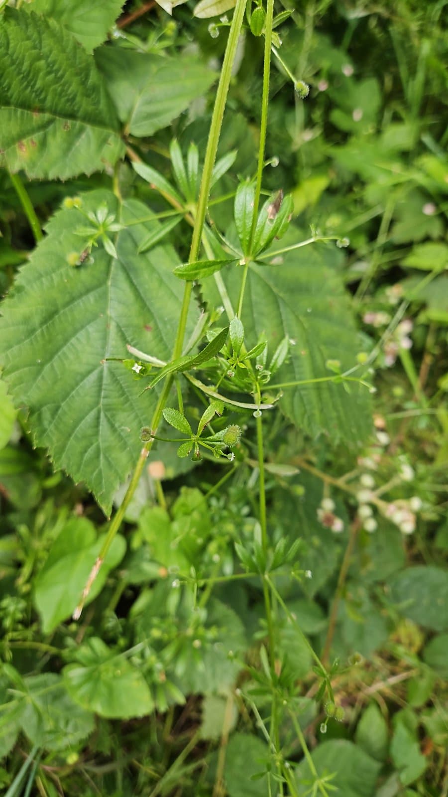 Kleefkruid (Galium aparine)