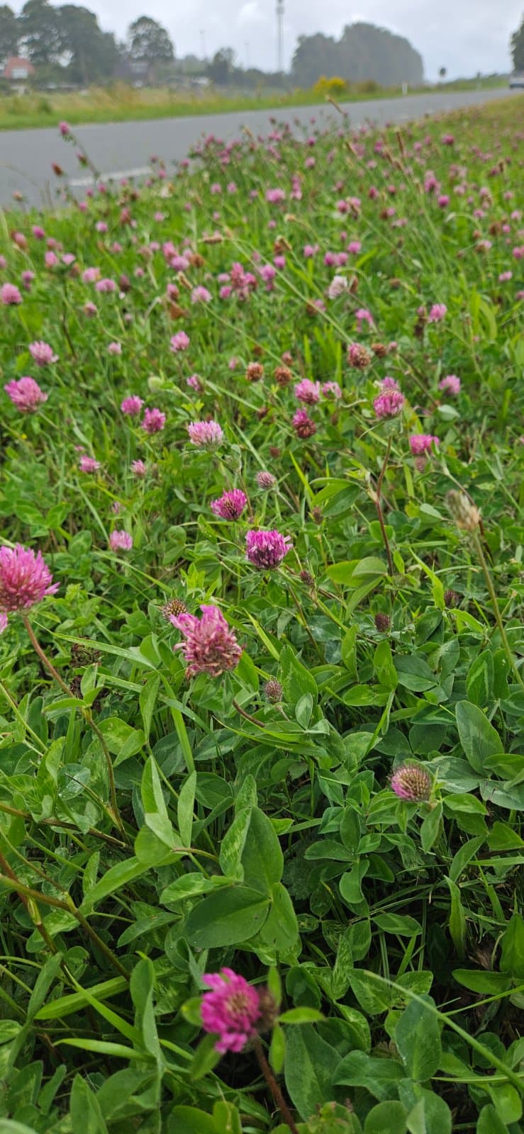 Rode klaver (Trifolium pratense)