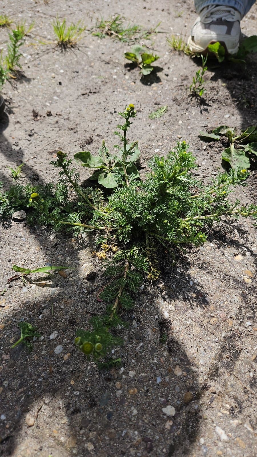 Ananaskamille (Matricaria discoidea)