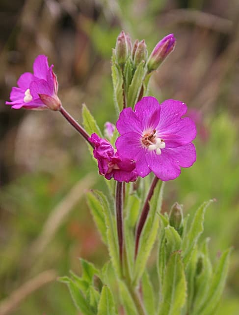 Harig wilgenroosje (Epilobium hirsutum)