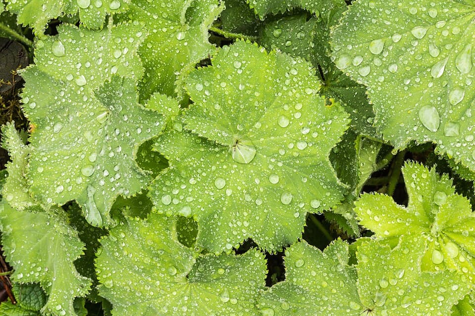 Bladeren van fraaie vrouwenmantel na de regen: rond, in stralen geplooid, gekarteld en zacht behaard, met in het midden van elk blad een enkele grote waterdruppel.