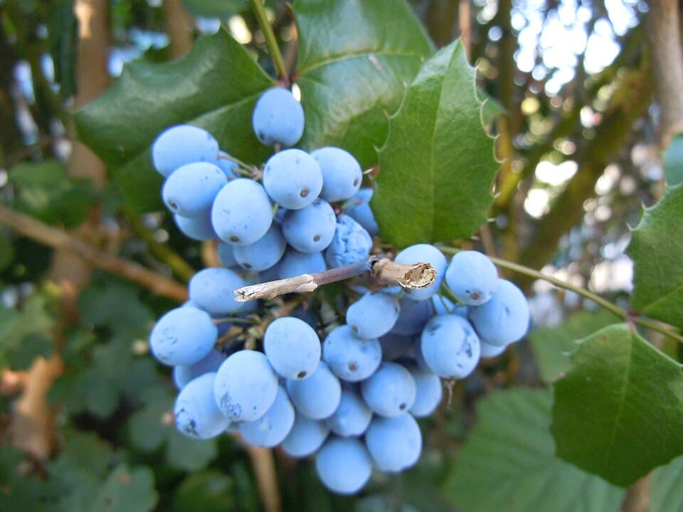 Mahonie met trossen blauwpaarse bessen tussen glanzend blad