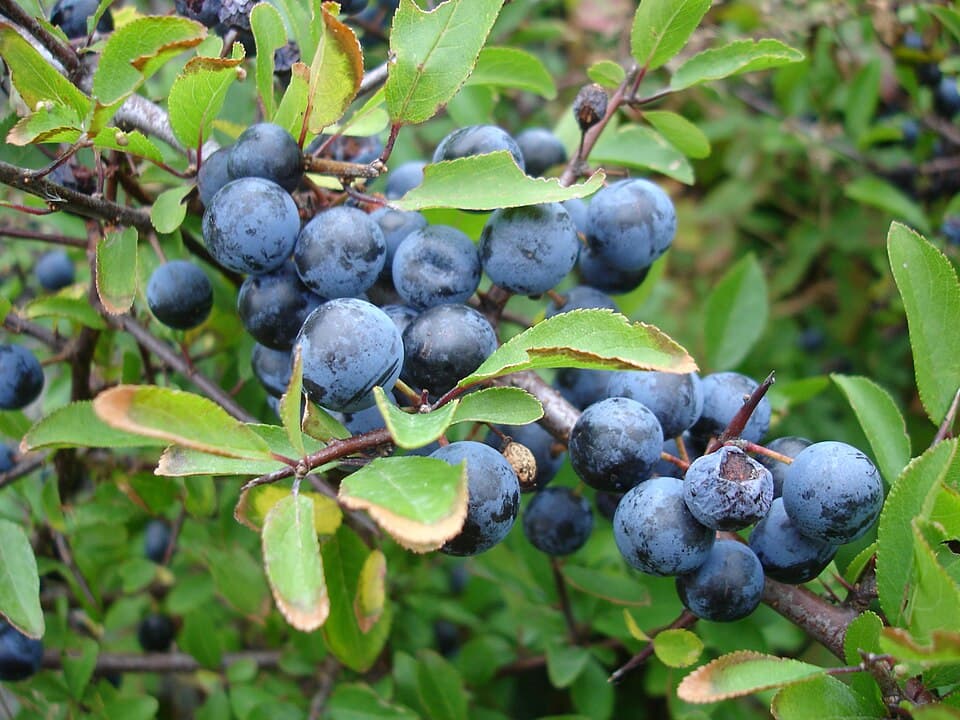 Blauwzwarte, berijpte sleedoornbessen aan de tak