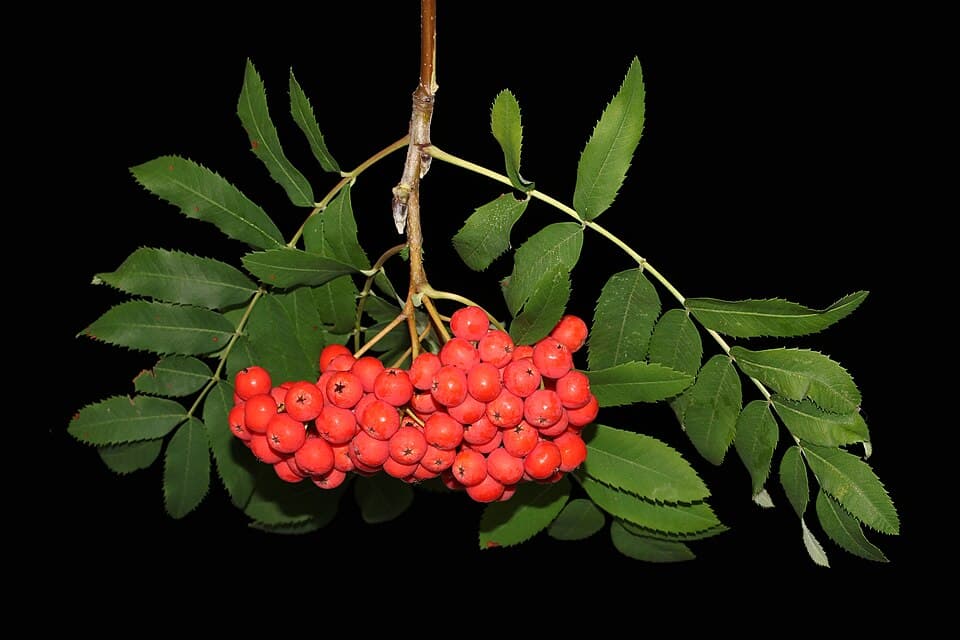 Een tros oranjerode lijsterbessen met geveerd blad, tegen een zwarte achtergrond