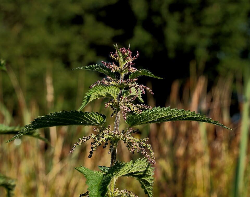 Brandnetel met hangende groene bloempluimen langs de stengel
