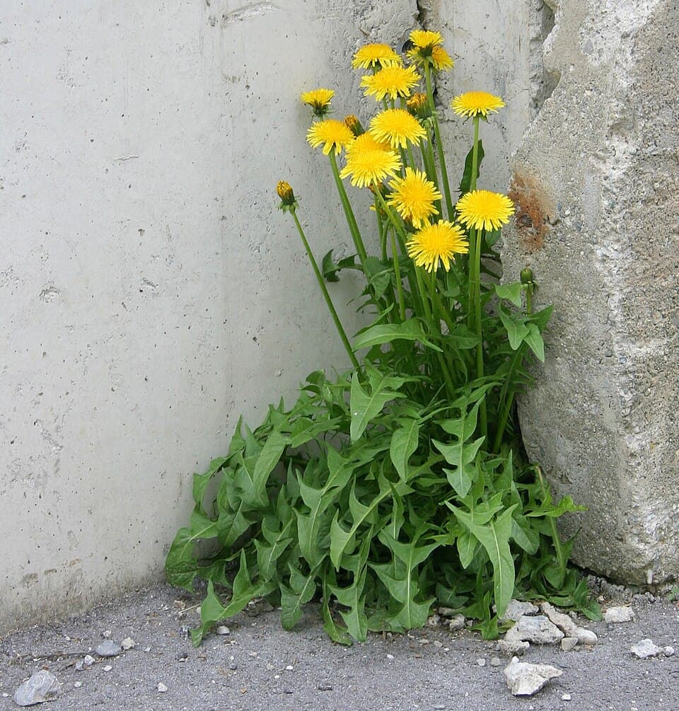 Een bloeiende paardenbloem uit een spleet naast een stoeprand