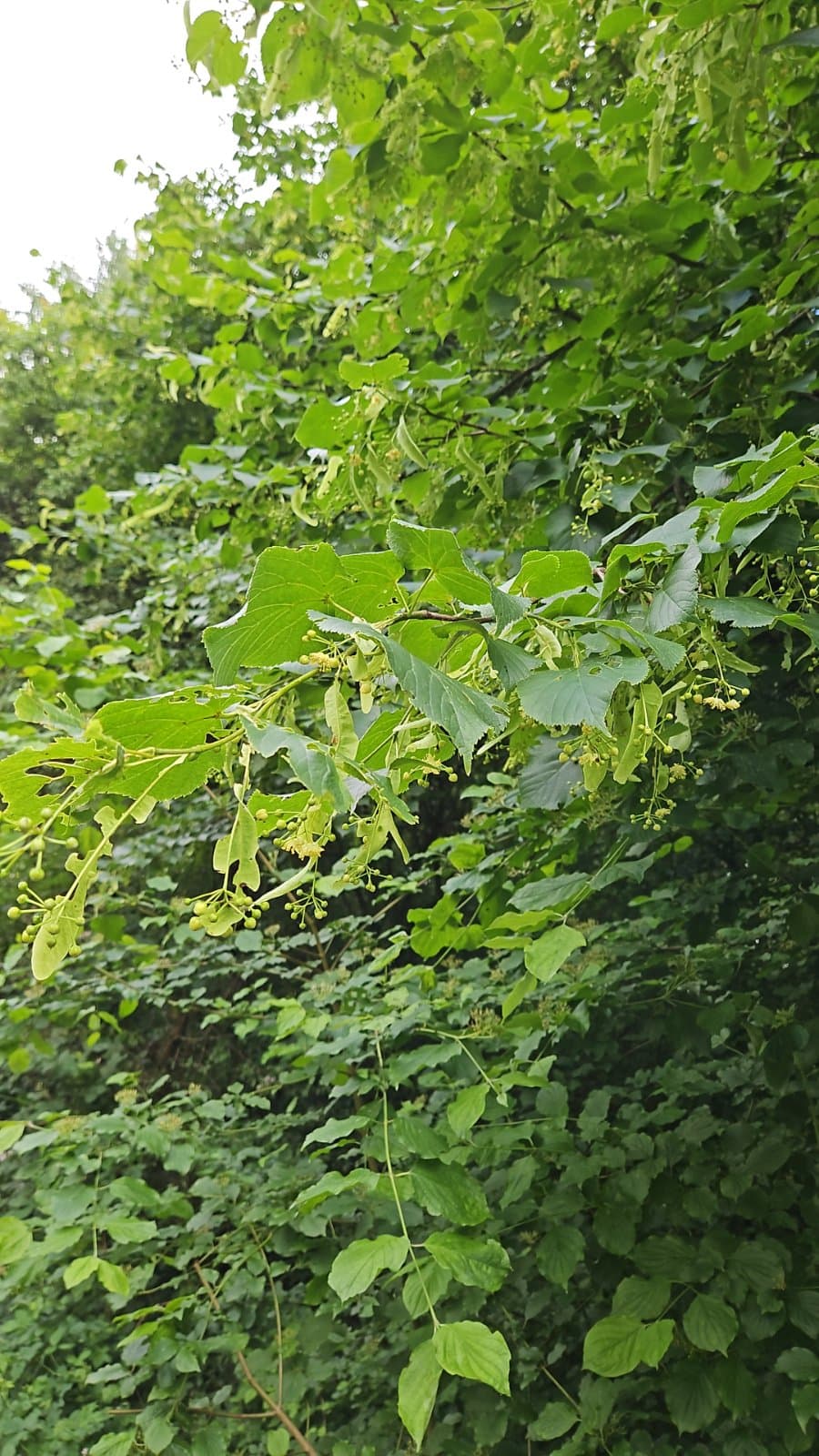 Bloeiende linde met lichtgele bloesem en bladeren, langs een groenstrook
