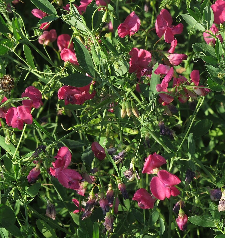 Aardaker (Lathyrus tuberosus)