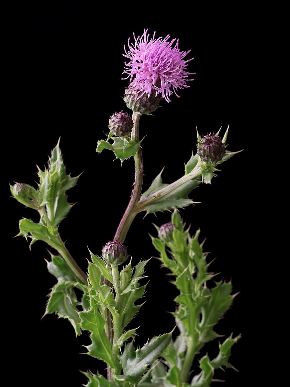 Akkerdistel (Cirsium arvense)