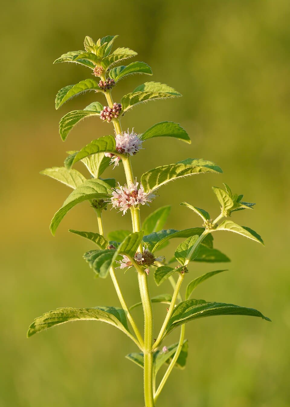 Akkermunt (Mentha arvensis)