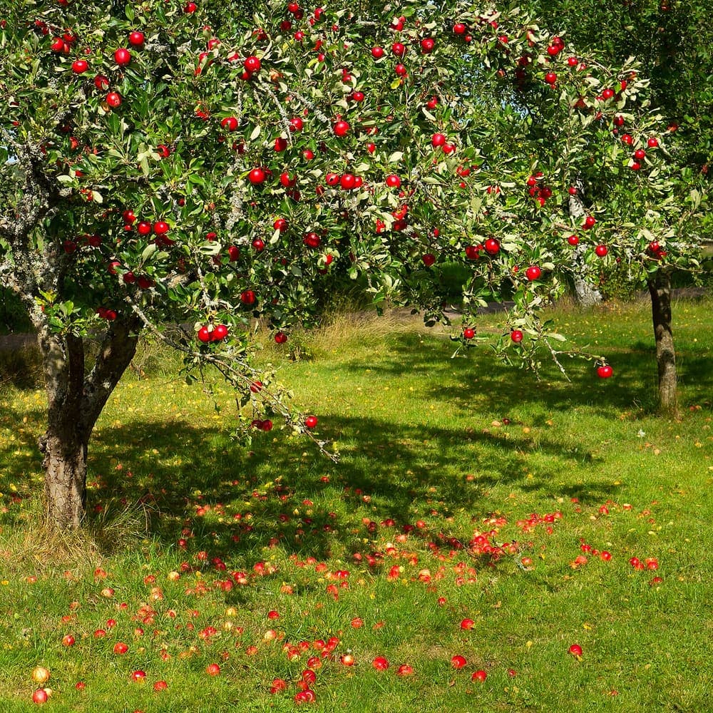 Appelboom met rijpe rode appels tussen de bladeren