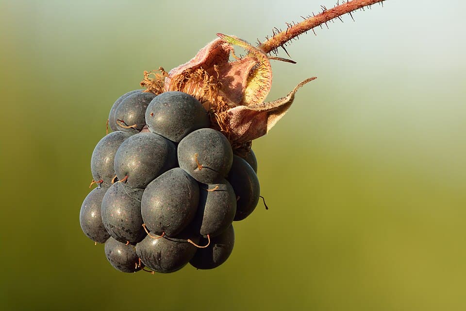 Dauwbraam (Rubus caesius)