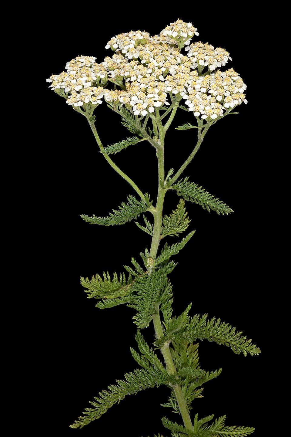 Duizendblad (Achillea millefolium)