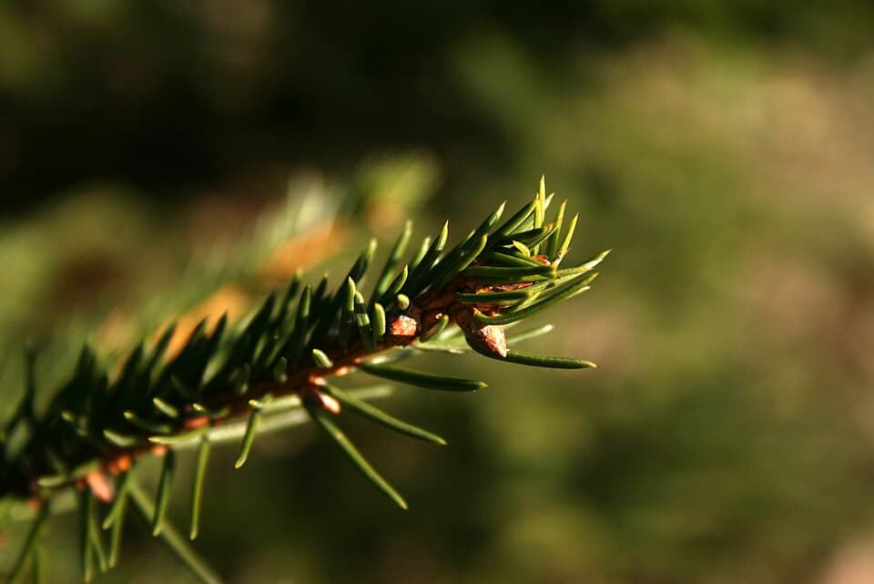 Fijnspar (Picea abies)