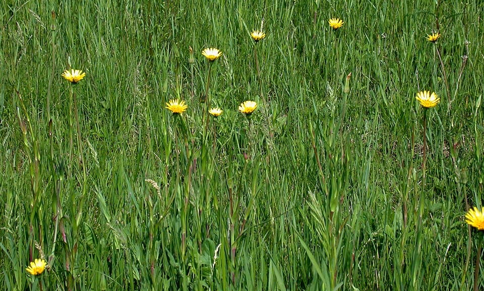 Gele morgenster (Tragopogon pratensis)