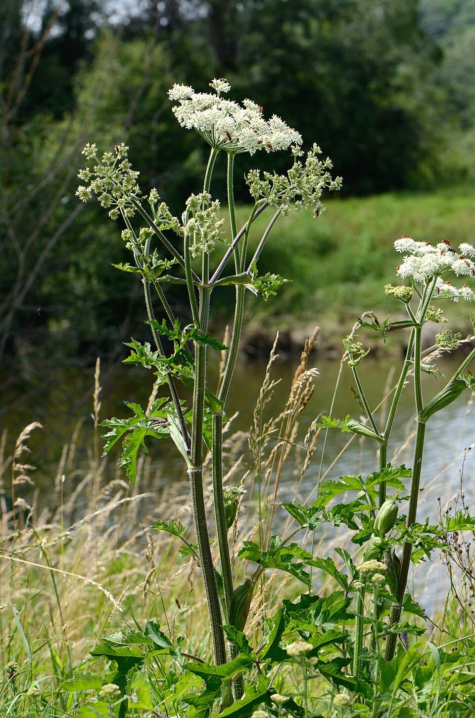 Gewone berenklauw (Heracleum sphondylium)