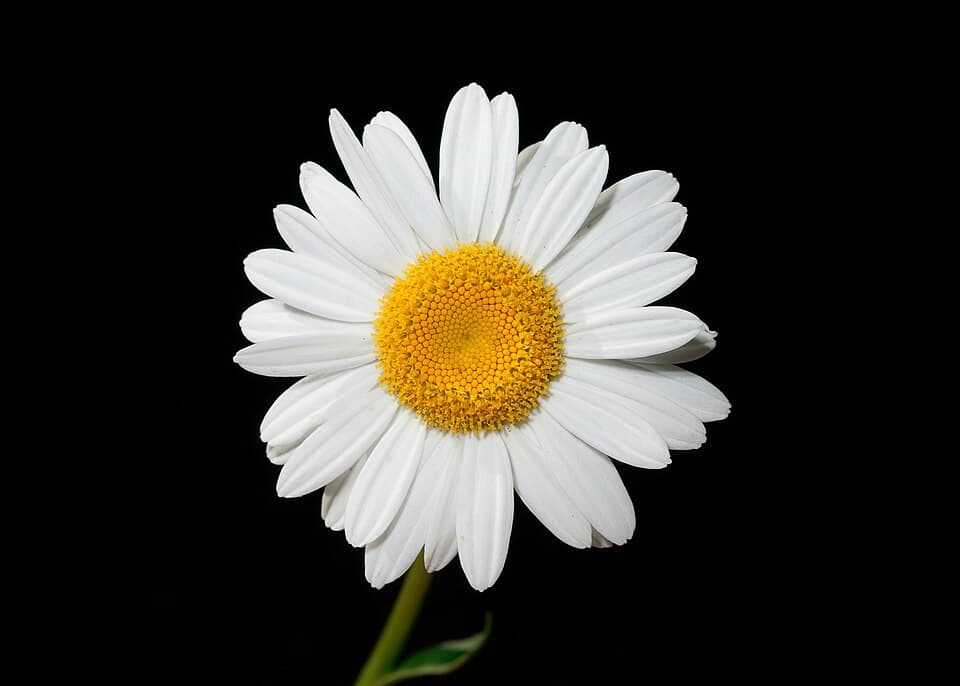 Gewone margriet (Leucanthemum vulgare)