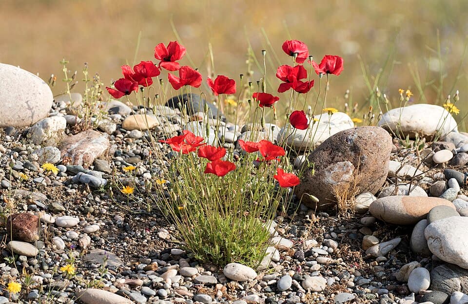 Grote klaproos (Papaver rhoeas)