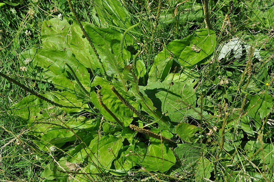 Grote weegbree (Plantago major)