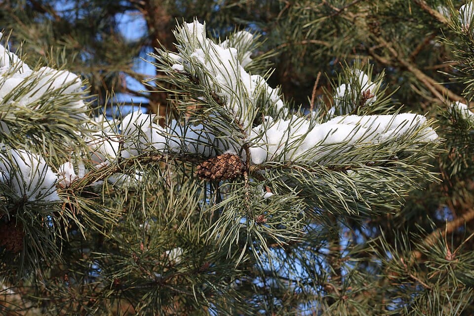 Grove den (Pinus sylvestris)