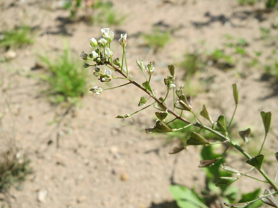 Herderstasje (Capsella bursa-pastoris)