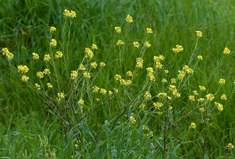Herik (Sinapis arvensis)