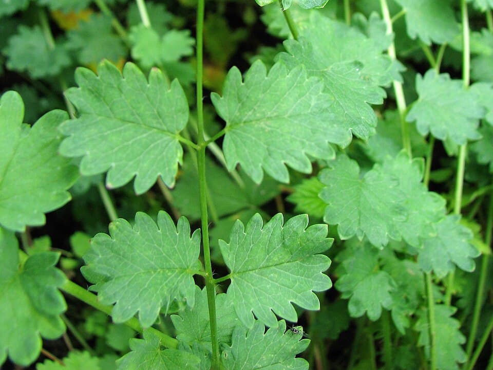 Kleine pimpernel (Sanguisorba minor)