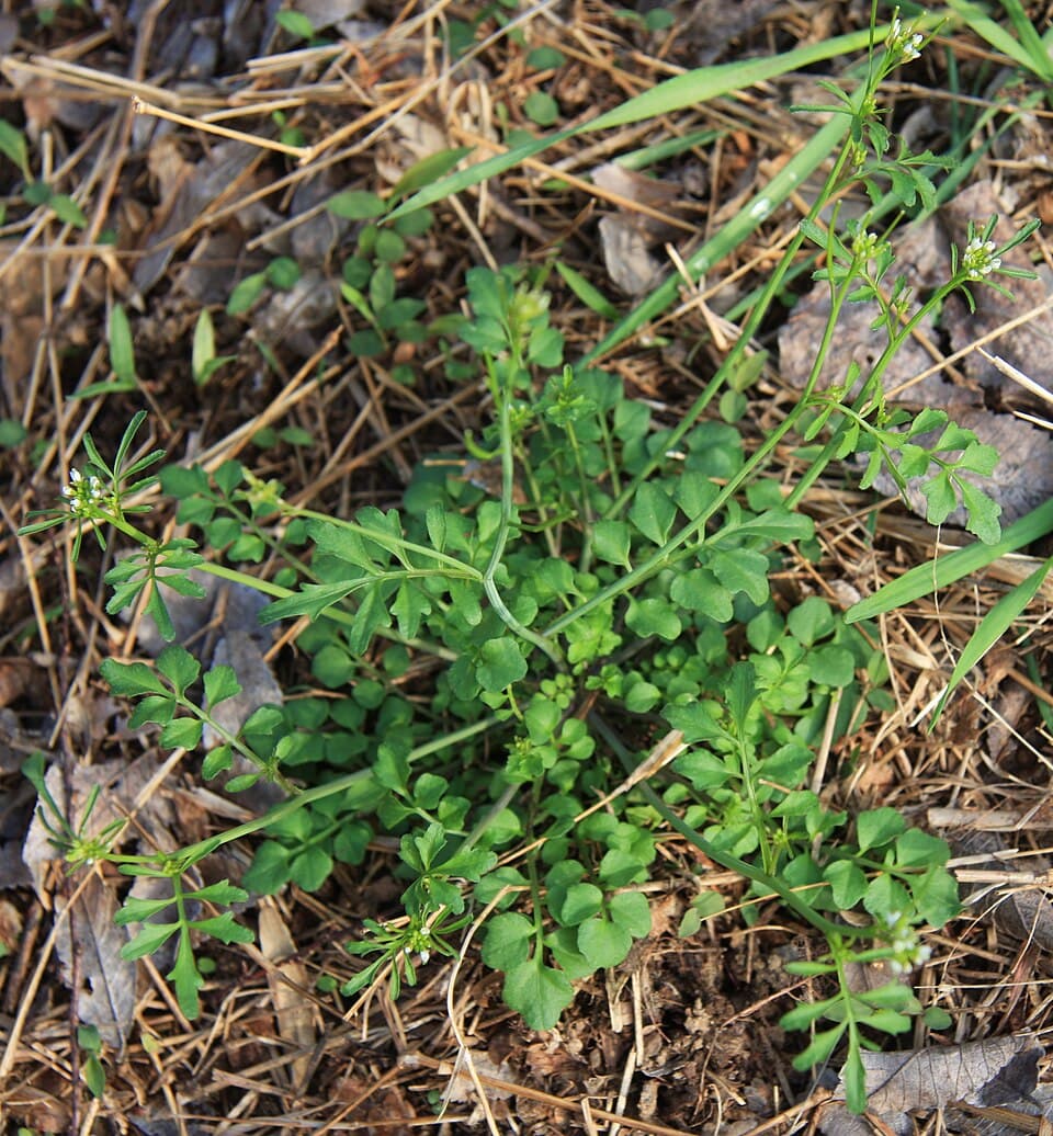 Kleine veldkers (Cardamine hirsuta)
