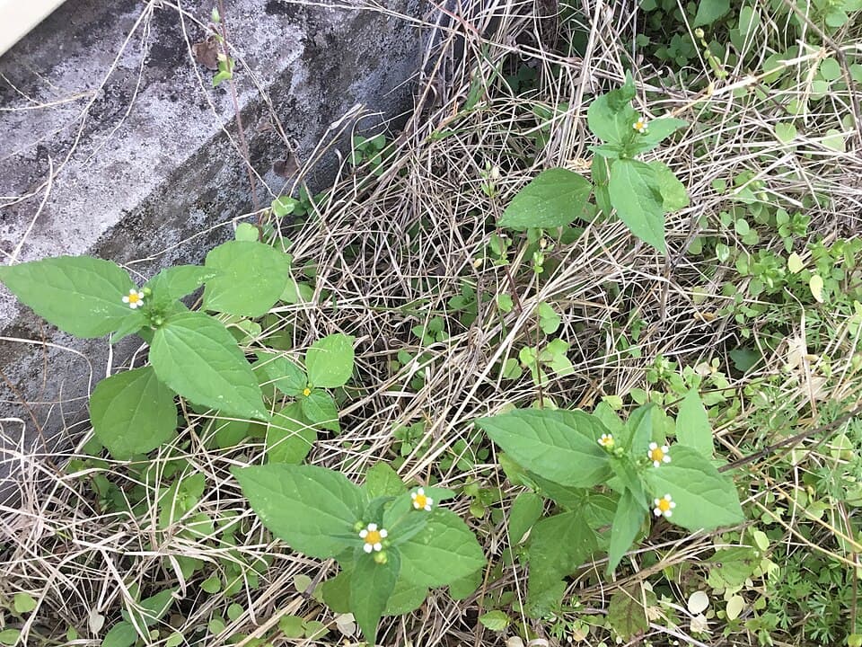 Knopkruid (Galinsoga parviflora)