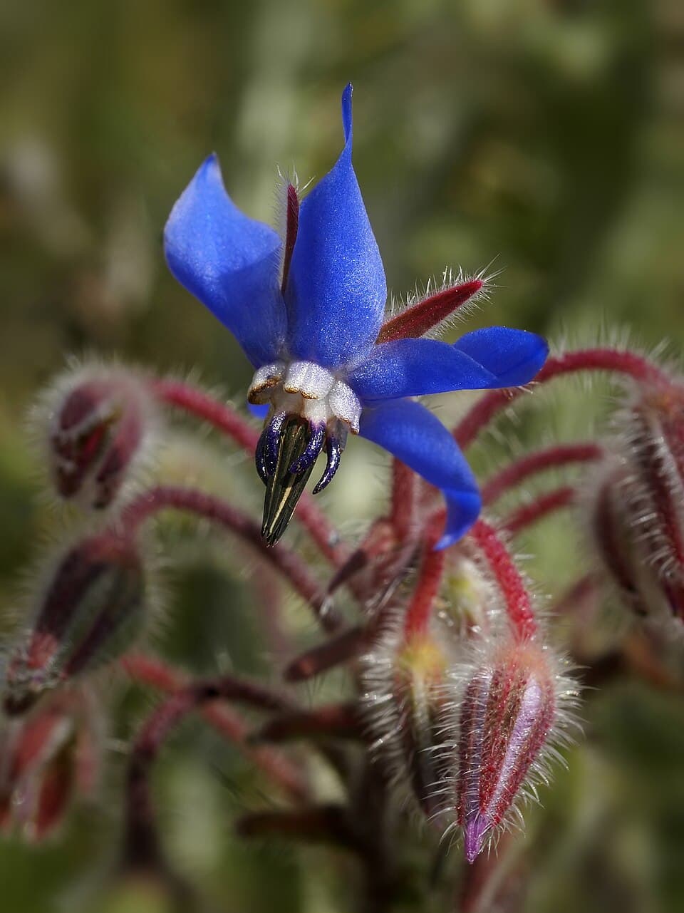 Komkommerkruid (Borago officinalis)