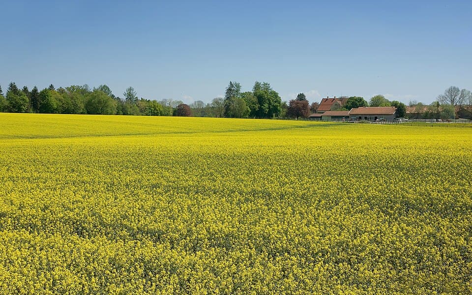 Koolzaad (Brassica napus)