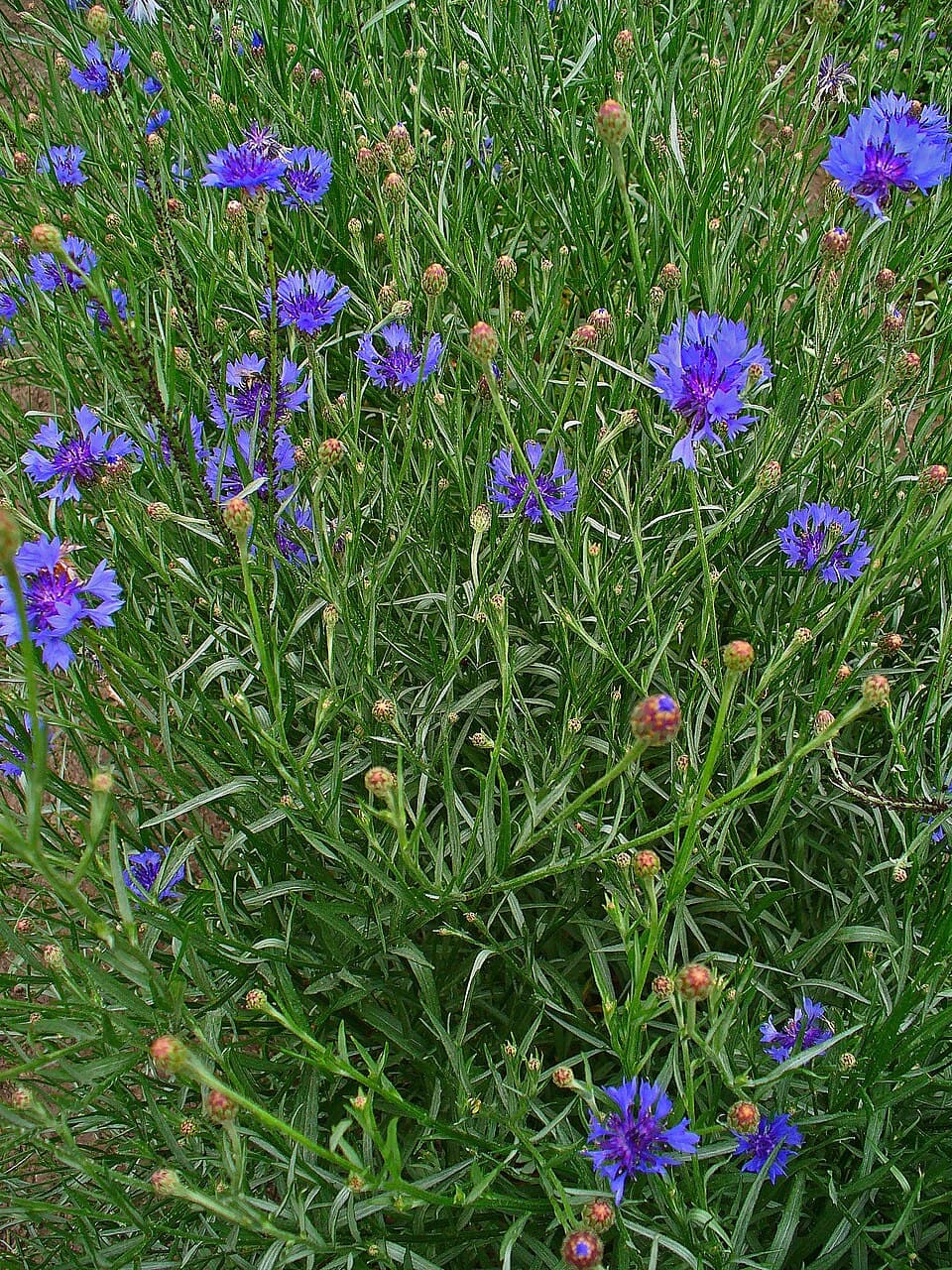 Korenbloem (Centaurea cyanus)