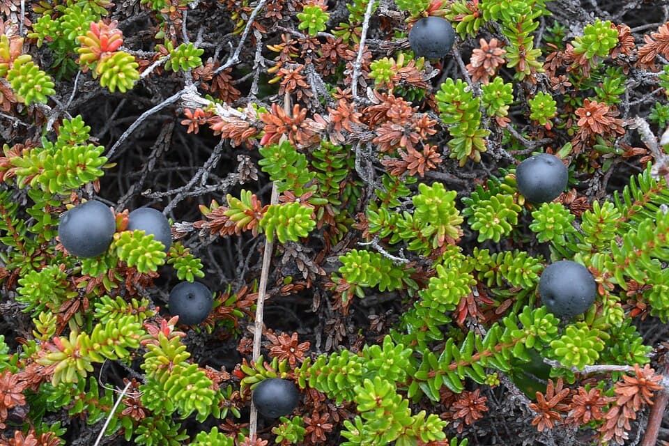 Kraaihei (Empetrum nigrum)