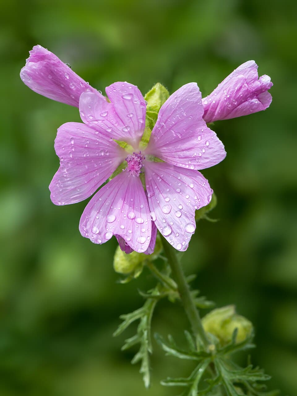 Muskuskaasjeskruid (Malva moschata)