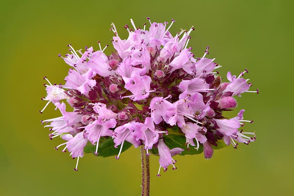Wilde marjolein (Origanum vulgare)