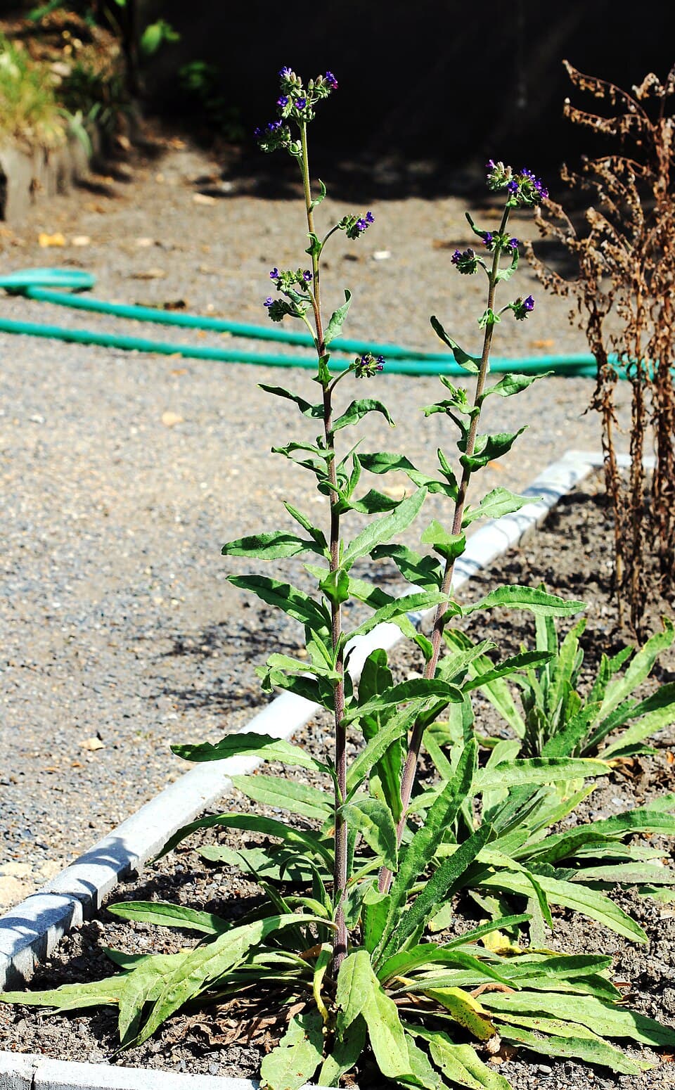 Gewone ossentong (Anchusa officinalis)