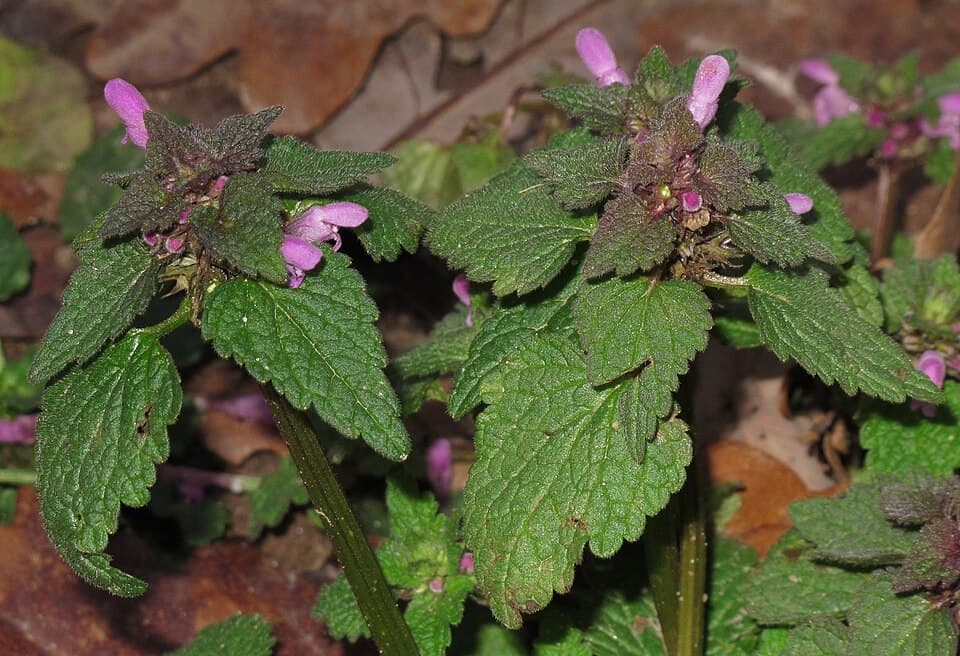 Paarse dovenetel (Lamium purpureum)