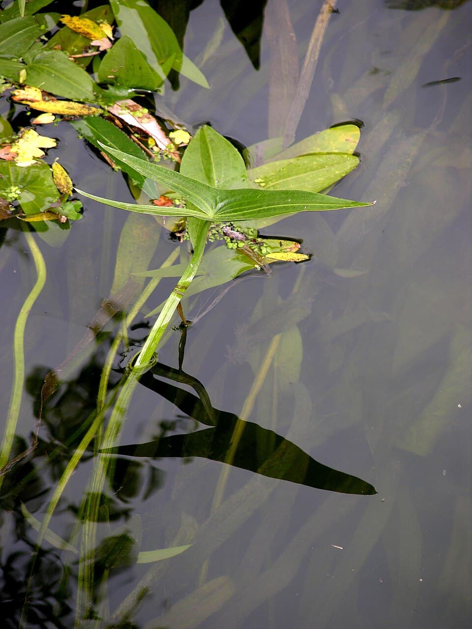 Pijlkruid (Sagittaria sagittifolia)